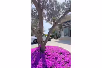 ویلای مبله Jasmina با استخر خصوصی و باغ زمستانی در آلکنت 2000 بویوکچکمجه